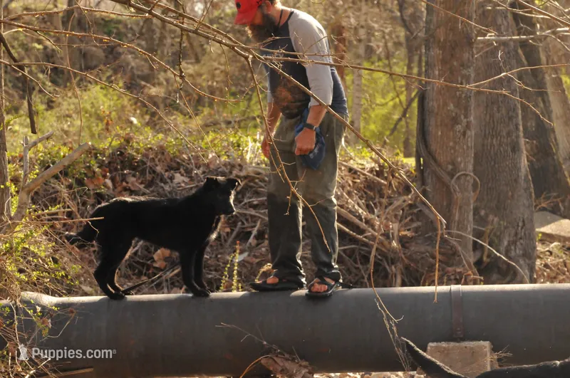 Shadow – Belgian Malinois, German Shepherd Dog puppy for sale in Ava, MO