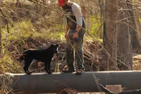 Shadow, a male Belgian Malinois and German Shepherd Dog for sale in Ava, MO – 2 of 6