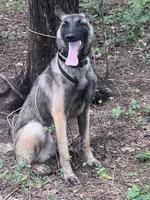 Roan, a male Belgian Malinois and German Shepherd Dog for sale in Ava, MO – 4 of 4