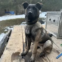 Roan, a male Belgian Malinois and German Shepherd Dog for sale in Ava, MO – 1 of 3