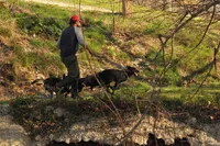 Brindle, a male Belgian Malinois and German Shepherd Dog for sale in Ava, MO – 2 of 6