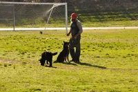 Shadow, a male Belgian Malinois and German Shepherd Dog for sale in Ava, MO – 5 of 6