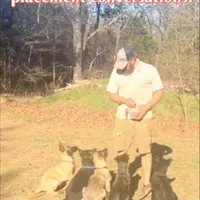 Scout, a male Belgian Malinois and German Shepherd Dog for sale in Ava, MO – 5 of 9