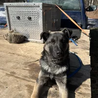 Scout, a male Belgian Malinois and German Shepherd Dog for sale in Ava, MO – 3 of 9