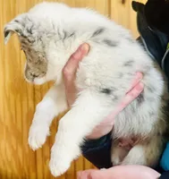 Ghost , a male Cardigan Welsh Corgi for sale in Bristow, OK – Photo 2 of 3