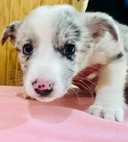Ghost , a male Cardigan Welsh Corgi for sale in Bristow, OK – Photo 3 of 3