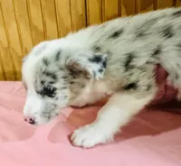 Ghost , a male Cardigan Welsh Corgi for sale in Bristow, OK – Photo 1 of 3