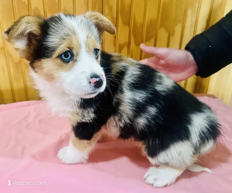 Bell, a female Cardigan Welsh Corgi for sale in Bristow, OK – Photo 1 of 3