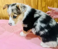 Bell, a female Cardigan Welsh Corgi for sale in Bristow, OK – Photo 2 of 3