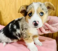 Bell, a female Cardigan Welsh Corgi for sale in Bristow, OK – Photo 3 of 3