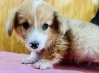 Mel, a male Cardigan Welsh Corgi for sale in Bristow, OK – Photo 3 of 3