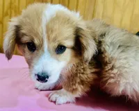 Mel, a male Cardigan Welsh Corgi for sale in Bristow, OK – Photo 2 of 3