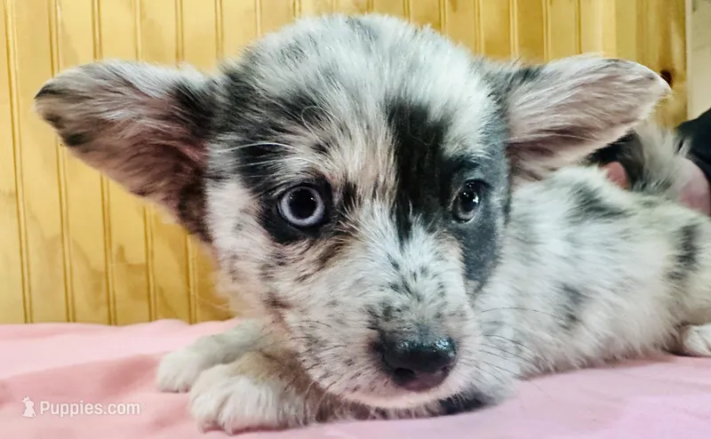Tegger, a male Cardigan Welsh Corgi for sale in Bristow, OK – Photo 1 of 3