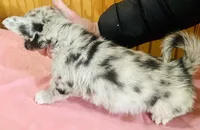 Tegger, a male Cardigan Welsh Corgi for sale in Bristow, OK – Photo 2 of 3