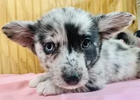 Tegger, a male Cardigan Welsh Corgi for sale in Bristow, OK – Photo 3 of 3