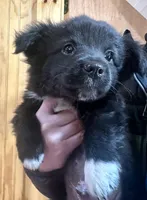 Bear, a male Cardigan Welsh Corgi for sale in Bristow, OK – Photo 1 of 3