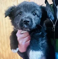 Bear, a male Cardigan Welsh Corgi for sale in Bristow, OK – Photo 2 of 3