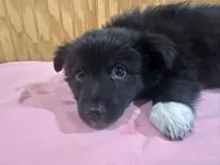 Bear, a male Cardigan Welsh Corgi for sale in Bristow, OK – Photo 3 of 3