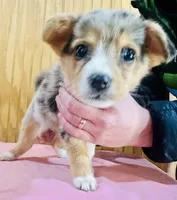 Moon Pie, a female Cardigan Welsh Corgi for sale in Bristow, OK – Photo 2 of 3