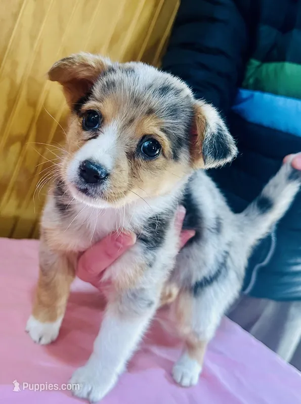 Moon Pie, a female Cardigan Welsh Corgi for sale in Bristow, OK – Photo 1 of 3