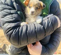 Moon Pie, a female Cardigan Welsh Corgi for sale in Bristow, OK – Photo 3 of 3
