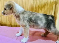 Tall boy, a male Cardigan Welsh Corgi for sale in Bristow, OK – Photo 2 of 2