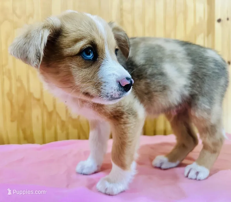 Tall boy, a male Cardigan Welsh Corgi for sale in Bristow, OK – Photo 1 of 2