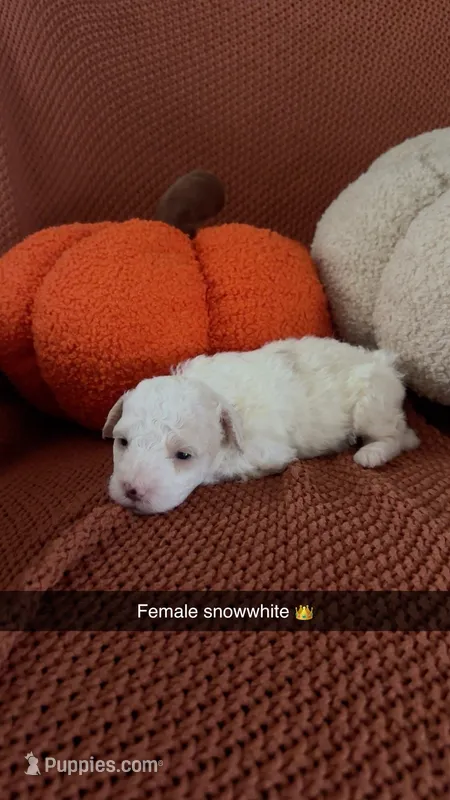 Snow White – Miniature Goldendoodle puppy for sale in Hardyville, KY