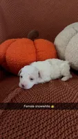 Snow White, a female Miniature Goldendoodle for sale in Hardyville, KY – 1 of 1