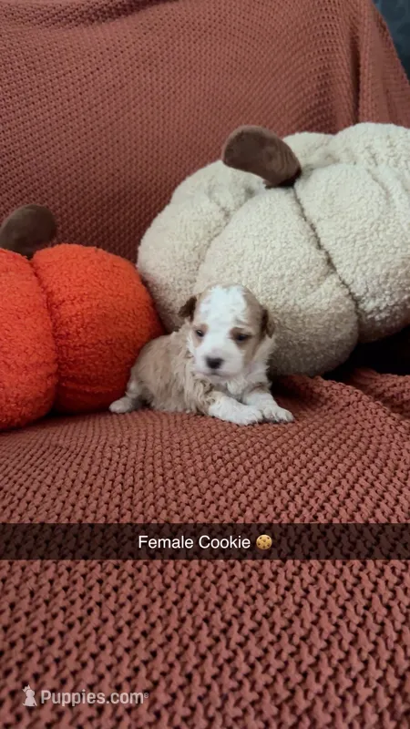 Cookie – Miniature Goldendoodle puppy for sale in Hardyville, KY
