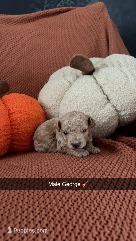 George – Miniature Goldendoodle puppy for sale in Hardyville, KY