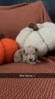 George, a male Miniature Goldendoodle for sale in Hardyville, KY – 1 of 1