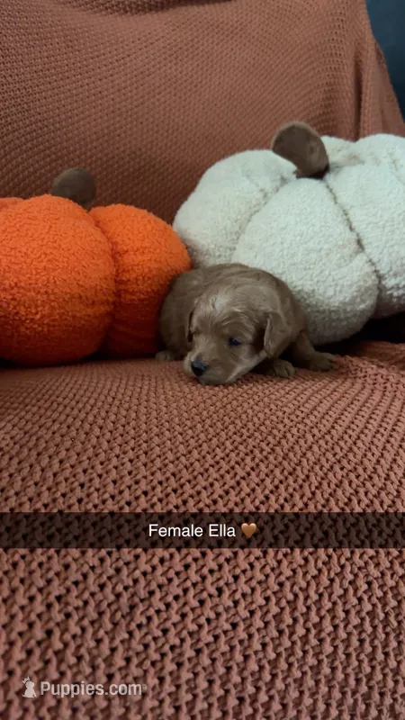 Ella – Miniature Goldendoodle puppy for sale in Hardyville, KY