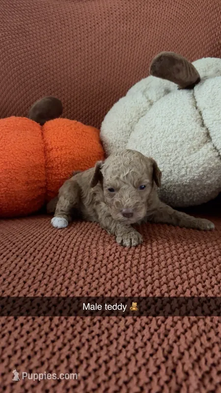 Teddy – Miniature Goldendoodle puppy for sale in Hardyville, KY