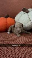 Teddy, a male Miniature Goldendoodle for sale in Hardyville, KY – 1 of 1