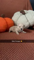 Scrappy, a male Miniature Goldendoodle for sale in Hardyville, KY – 1 of 1