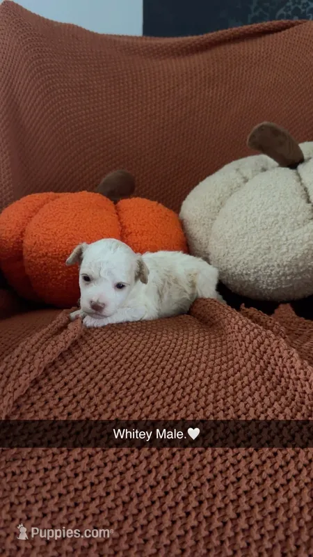 Toy Goldendoodle  – Miniature Goldendoodle puppy for sale in Hardyville, KY