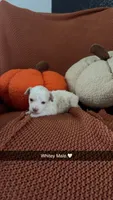 Toy Goldendoodle , a male Miniature Goldendoodle for sale in Hardyville, KY – 1 of 1