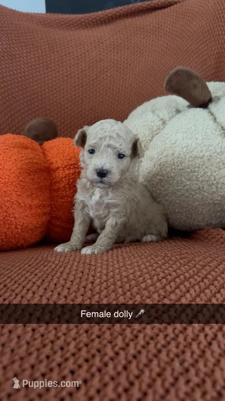 Dolly – Miniature Goldendoodle puppy for sale in Hardyville, KY
