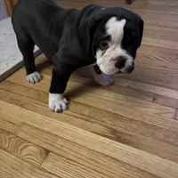 Cocoa, a female Olde English Bulldogge for sale in Minneapolis, MN – Photo 8 of 8