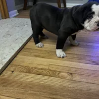 Cocoa, a female Olde English Bulldogge for sale in Minneapolis, MN – Photo 3 of 8