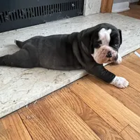 Cocoa, a female Olde English Bulldogge for sale in Minneapolis, MN – Photo 7 of 8