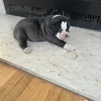 Cocoa, a female Olde English Bulldogge for sale in Minneapolis, MN – Photo 2 of 8