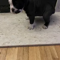 Cocoa, a female Olde English Bulldogge for sale in Minneapolis, MN – Photo 1 of 8