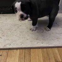 Cocoa, a female Olde English Bulldogge for sale in Minneapolis, MN – Photo 6 of 8