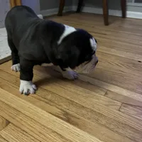 Cocoa, a female Olde English Bulldogge for sale in Minneapolis, MN – Photo 5 of 8