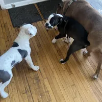Cashmere, a female Olde English Bulldogge for sale in Minneapolis, MN – Photo 4 of 8