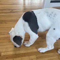 Cashmere, a female Olde English Bulldogge for sale in Minneapolis, MN – Photo 3 of 8