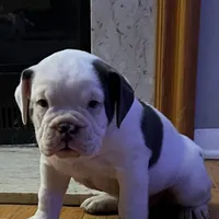 Cashmere, a female Olde English Bulldogge for sale in Minneapolis, MN – Photo 5 of 8