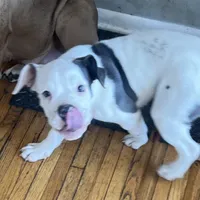 Cashmere, a female Olde English Bulldogge for sale in Minneapolis, MN – Photo 2 of 8